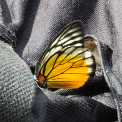 Prioneris clemanthe