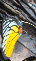 Prioneris clemanthe
