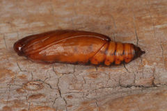 Uresiphita gilvata