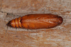 Uresiphita gilvata