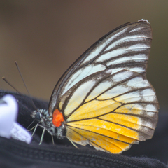Prioneris clemanthe