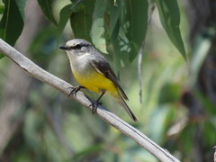 Eopsaltria griseogularis