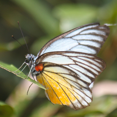 Prioneris clemanthe
