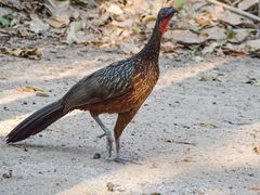 Penelope ochrogaster