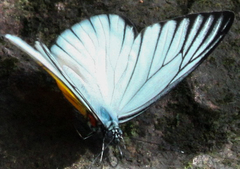 Prioneris clemanthe