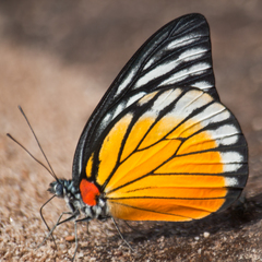 Prioneris clemanthe