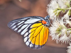Prioneris clemanthe