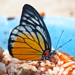 Prioneris clemanthe
