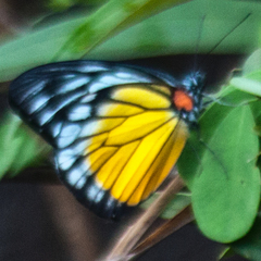 Prioneris clemanthe
