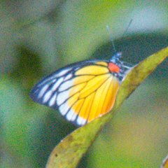Prioneris clemanthe