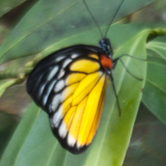 Prioneris clemanthe