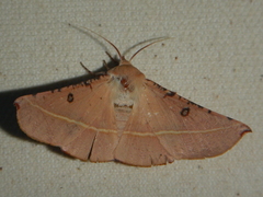 Oenochroma pallida