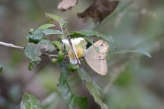 Lethe syrcis