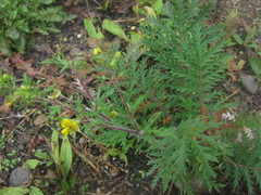 Potentilla chinensis