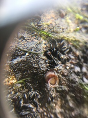Gastropoda