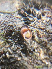 Gastropoda
