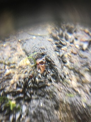 Gastropoda