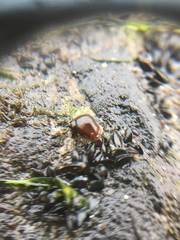 Gastropoda