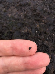 Gastropoda