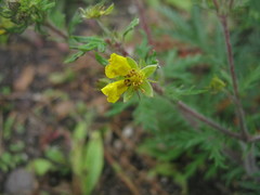 Potentilla chinensis