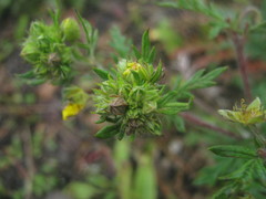 Potentilla chinensis