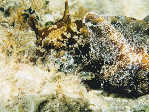 Morski zekani (Aplysia)