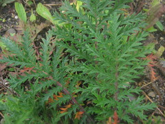 Potentilla chinensis