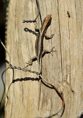 Cryptoblepharus virgatus
