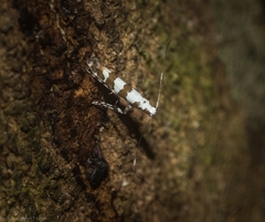 Acrocercops autadelpha