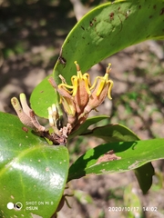 Dendrophthoe pentandra