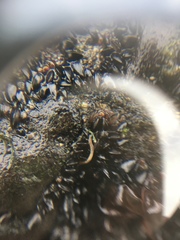 Annelida