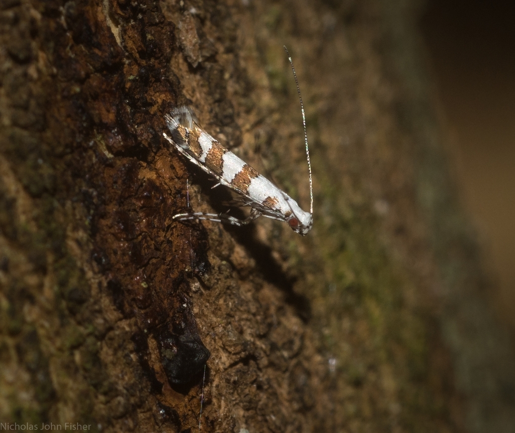 Acrocercops autadelpha
