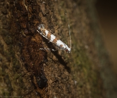 Acrocercops autadelpha