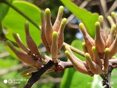 Dendrophthoe pentandra