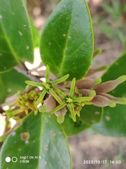 Dendrophthoe pentandra