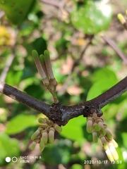 Dendrophthoe pentandra