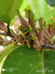 Dendrophthoe pentandra