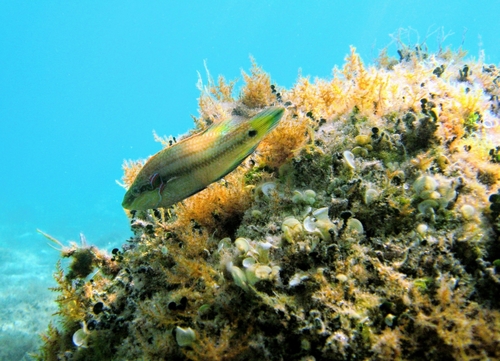Martinka (Symphodus ocellatus)