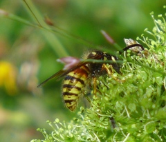 Dolichovespula norwegica