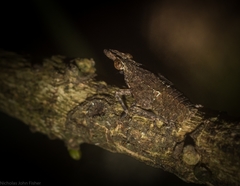 Eurinopsyche obscurata