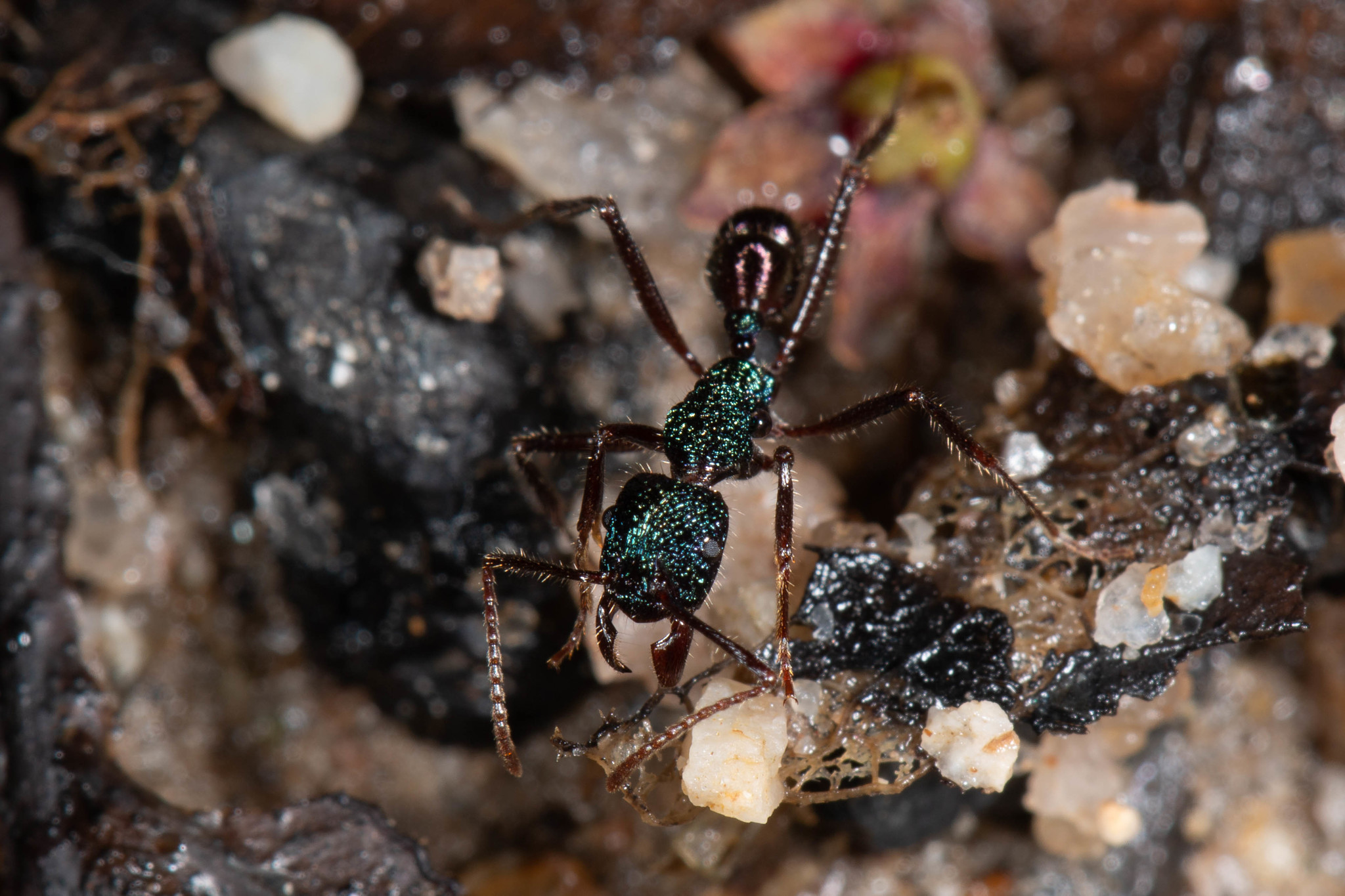 Rhytidoponera purpurea