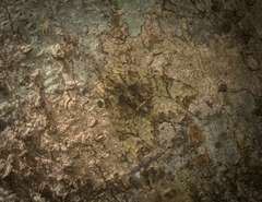 Tamba conscripta