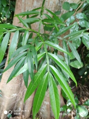 Lepisanthes alata