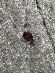 Opisthoplatia