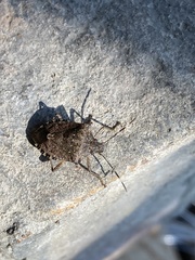 Halyomorpha halys