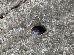 Opisthoplatia