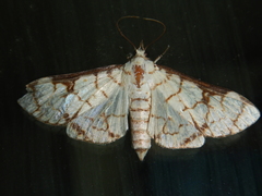 Aphytoceros lucusalis