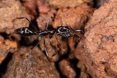 Odontomachus ruficeps