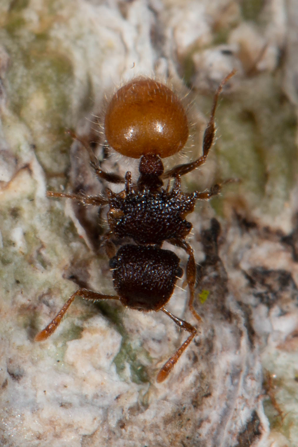 Meranoplus hirsutus
