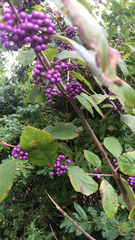 Callicarpa dichotoma